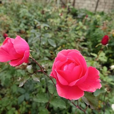 gülçü: Qarisiq növlərdə və rənglərdə olan qizil güllər satisdadir. (Hazir — 5