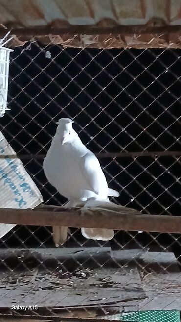 Птицы: Голуби декоративные (несколько особей) - Породы/типы: украшенные — 3