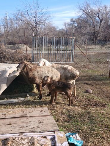 Бараны, овцы: Продаю | Овца (самка) | Для разведения | Матка — 1