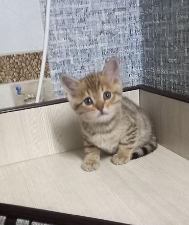 породистый кошка: Бенгальская, 2 месяца, Мальчик, Приучена к лотку — 4