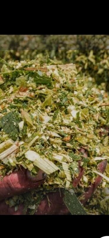замороженная кукуруза: Кукурузный силос (рубленая масса) - Корм для КРС, овец, коз и других