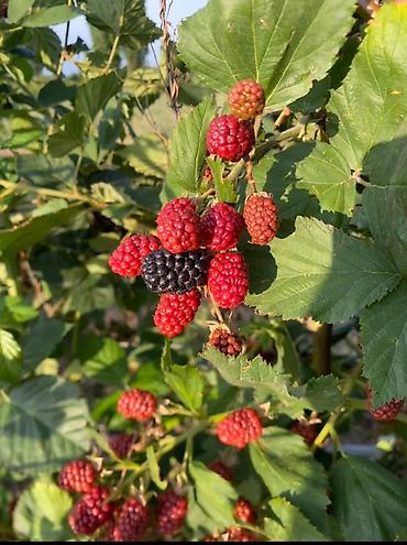 Продажа сельхоз предприятий: Питомник растений, 220 соток, Действующий, Частично с оборудованием, Электричество, Холодная вода — 6