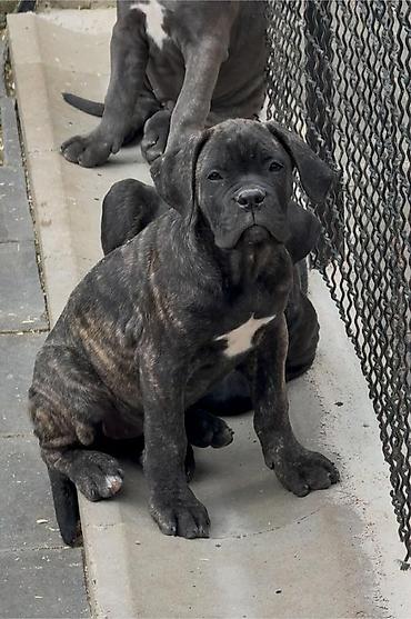 Psi: Dostupni za rezervaciju stenci Cane Corso iz registrovane — 10