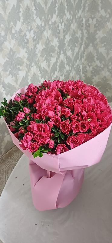 Аглаонемы: Комнатные растения в декоративных кашпо - Ажурные азалии с обильным — 6