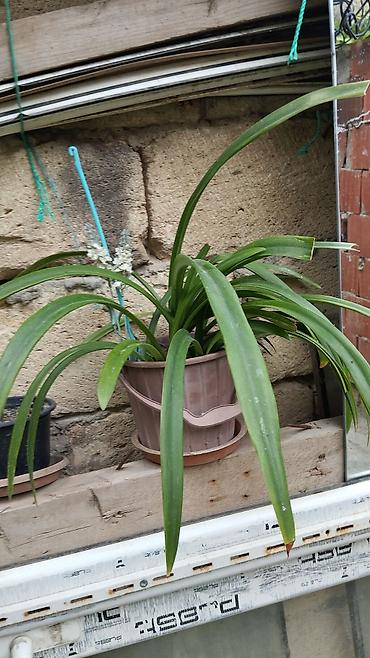 çilədağı bitkisi qiyməti: Satılır: dekorativ saksı bitkiləri dəsti - Schefflera arboricola — 4
