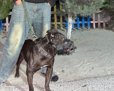 переноска для животных: Baycovu pitbul Erkey 3 yaş adam qorumağı super kim istese yazsın