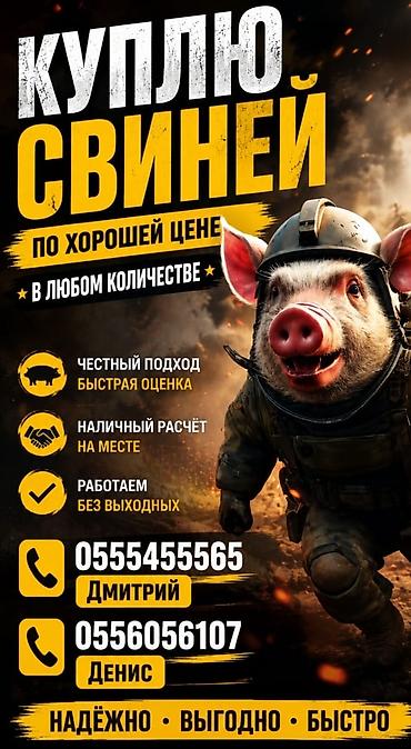 куплю свинеи: Купим свиней по хорошей цене, в любом количестве. Что предлагаем: - — 1