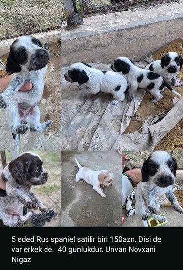 Boşqablar: Axı bu gözel balaları kim istemez ki😻 40 günlük rus spaniel 🫠