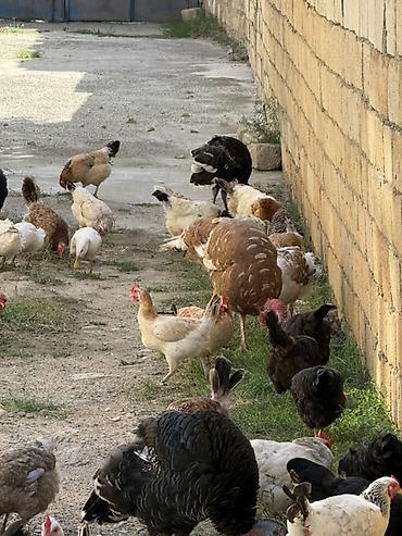brama toyuqları: Məhsul: Qarışıq cins ev quşları sürüsü Təsvir: - Şəkillərdə müxtəlif — 2