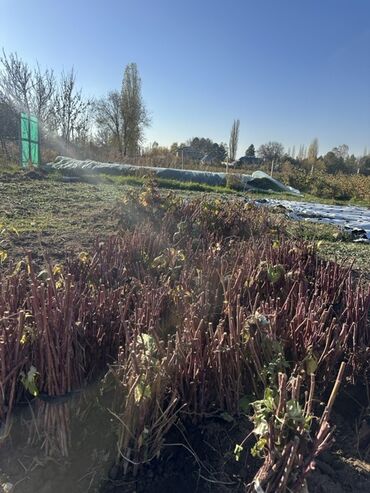 детские двухъярусные кровати фото цена: Продаю саженцы малины сорта Полька 🌿 Крупная, сладкая, очень урожайная