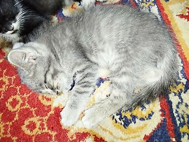 коты бишкек: Отдам даром 4х котят, к лотку приучены, 2 месяца — 2