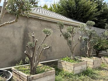 udi hindi bitkisi: Bonsai üslubunda formalaşdırılmış yetkin zeytun ağacları - Növ: Olea — 7