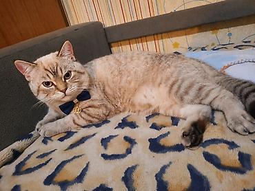 silver chinchilla: Şotland, Erkək, Dişi, Yaxşı əllərə — 4