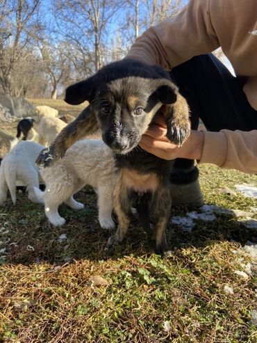 чау чау бишкек: Дворняжка, 2 месяца, Самец