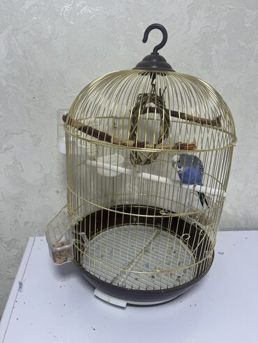 Птицы: Продам попугая мальчик клетку брали недавно в отличном качестве