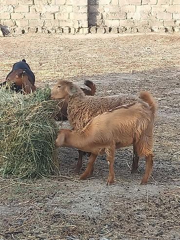 qurbanliq qoyun: Saf qan təmiz hələb təkəsi, onnan dönmə çəpişlər, Ana-bala qoyunlar. 2 — 4