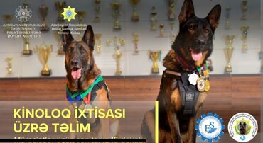 afcarka: Salam.Alman afcarkalarının təlimi keçidilir. 6-ayında. 1-yaşına qədər