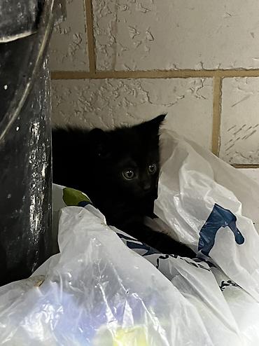 Мышыктар: 🐱 Отдам котят в добрые и заботливые руки! Котятам больше месяца. Они — 1