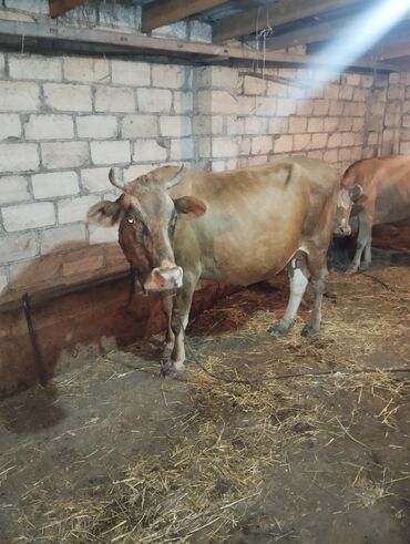 Inəklər, öküzlər: Dişi, il: 9, Ətlik, Ünvandan götürmə