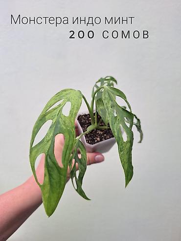Комнатные растения: 💚 Комнатные растения (детки/молодые растения). 🪴 Названия и цены — 8