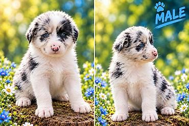 Pets & Animals: Border collie štenci BORDER COLLIE ŠTENCI – LJUBAV NA PRVI POGLED — 5
