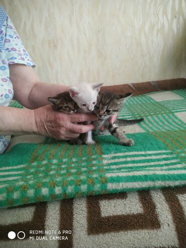 отдать собаку в приют бесплатно: Кошка даром: Беспородная, 1 месяц, Мальчик