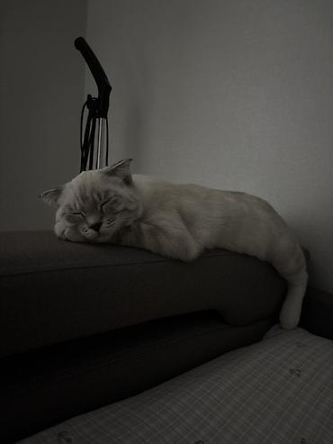 вислоухая кошка цена: Шотландский вислоухий котёнок 5 месяцев, пол женский. Аккуратная — 1