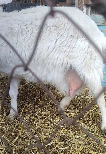 Козы, козлы: Продаю | Коза (самка) | Для молока — 3