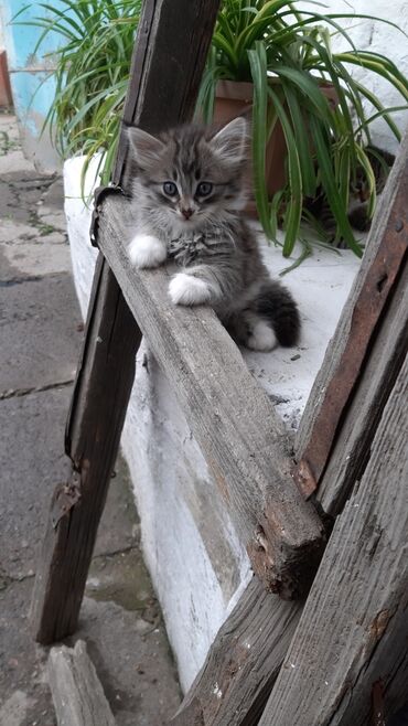 отдам даром породистых котят: Кошка даром: Беспородная, 4 месяца, Мальчик, Приучена к лотку, Проглистована