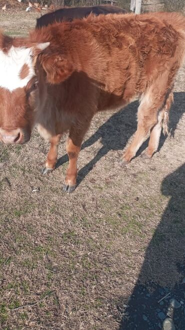 Dana, buzov: Dana, buzov, Dişi, ay: 12, Damazlıq, Ünvandan götürmə — 12