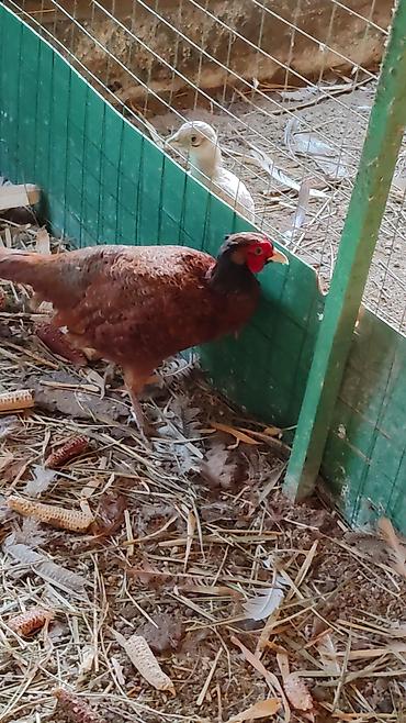 Другие с/х животные: Птицы для приусадебного хозяйства. - Утка с насыщенным тёмно‑зеленым — 10