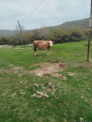 inəyin balası: Salam bir inəy altında ərkəy bala təmiz qan simtaldır birdə ayın 25