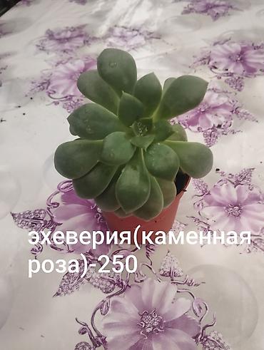 Другие комнатные растения: Комнатные растения 1) Сансевиерия (сансевьера, «тещин язык») - — 11