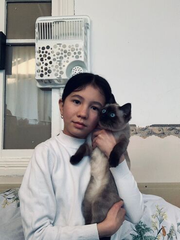 кошка джалал абад: Пропала : Сиамская, Мальчик, Белый