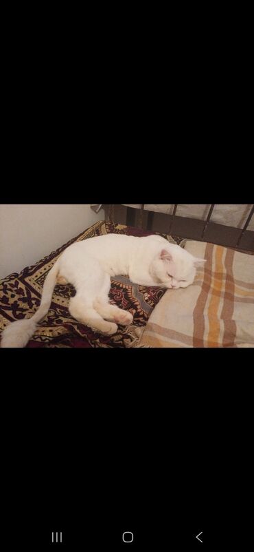 Pişiklər: Ünvandan götürmə — 2