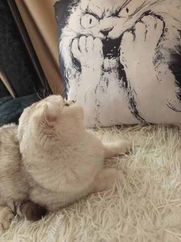 шотландская вислоухая лиловая кошка: Кошка даром: Скотиш Фолд (Шотландская вислоухая), 2 года, Девочка, Кастрирована, Приучена к лотку, Проглистована