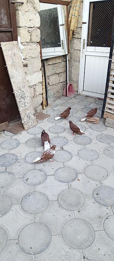 dekorativ goyərcin: Agquyruqlar 5de erkekdi qiymet birine aiddi barterde var baxir — 5