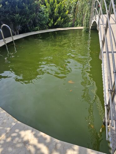 Balıqlar: Koi Yapon Qizil baliqlari. Hovuz seraitinde yasayirlar. Istiye ve — 14