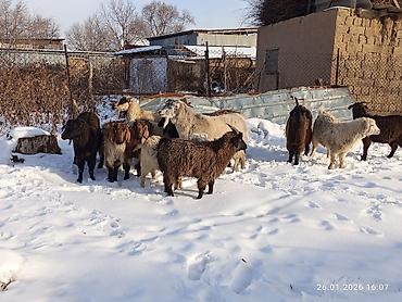 Козы, козлы: Продаю | Коза (самка), Козёл (самец), Козлёнок | Полукровка, Нубийская, Битал | На забой, Для разведения | Племенные, Осеменитель — 13