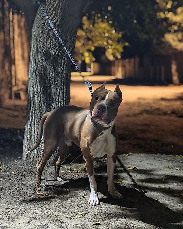 5 ayliq korpe: Pitbul, Erkək, Cütləşmə üçün — 2