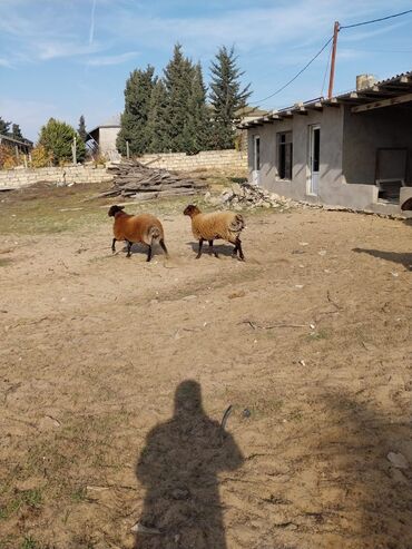 Qoyunlar, qoçlar: Qoyunların üçüdə erkəydi ikisi 35 kilodan çox çəki verir biri isə 40 -da lalafo.az — 10 Qoyunlar, qoçlar: Qoyunların üçüdə erkəydi ikisi 35 kilodan çox çəki verir biri isə 40 — 10