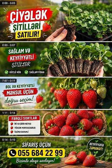 bezek bitkisi: MuranoA+çiyələk stilləri satılır çox məhsuldar sortdu xəstəliklərə — 1
