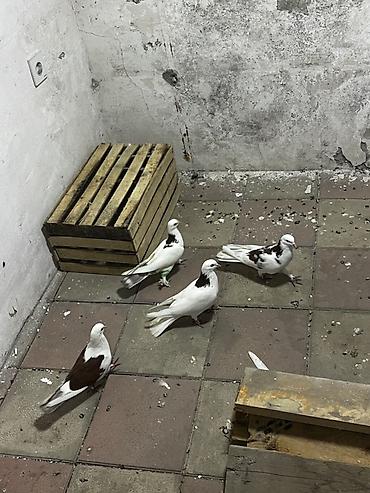 sumqayıt göyərçin: Təmiz peçat boynu güllülərdi cütdülər təmiz qan qırmızı bakı quşlarıdı — 1