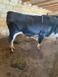 Inəklər, öküzlər: Erkək, il: 1, 170 kq, Ətlik, Ünvandan götürmə -da lalafo.az — 2 Inəklər, öküzlər: Erkək, il: 1, 170 kq, Ətlik, Ünvandan götürmə — 2