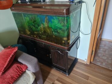 Аквариумы: Аквариум 50x120x44 с тумбой. Фильтр рыбки галька