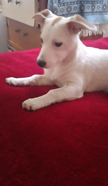 jack russel: Real alıcılar narahat eləsin qiymət 170 real alıcıya endirim cinsi — 4