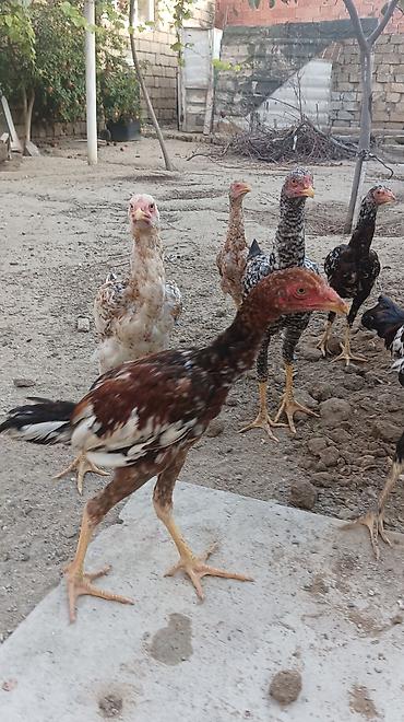 Xoruzlar: Xoruz, Heyratı, il: 2, Ünvandan götürmə -da lalafo.az — 12 Xoruzlar: Xoruz, Heyratı, il: 2, Ünvandan götürmə — 12