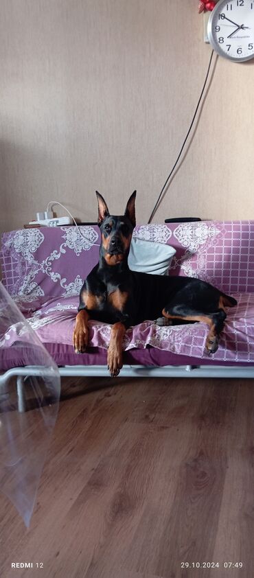 İtlər: Doberman, 1 ay, Erkek, Peyvəndli