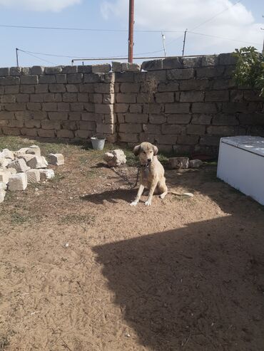 İtlər: KÖÇÜRÜK DEYƏ ÖZ İTLƏRİMDİ ETİBARLİ ƏLLƏRƏ VERİLİR SİYƏZƏNDƏN — 14