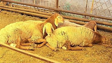Баран, овца: Продаю | Баран (самец) — 2